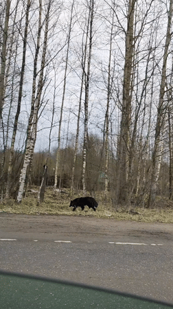 Bear sighting, woman in car, urban trees, dumped furniture documented