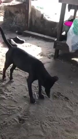 The video shows a skinny black dog on a sandy surface. The dog's head is down, sniffing at the sand. The dog looks up at the camera. In the background, there is a structure with a concrete base, a wooden table with various items on it, including buckets and bags. The setting seems to be outdoors.
