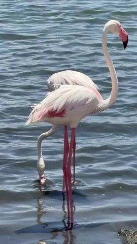 The video shows a body of water with several flamingos wading in it. One flamingo stands tall and facing left, its head turned slightly to the right. Its long, slender, pink legs are visible beneath the water. Another flamingo is bent over, with its head submerged in the water, seemingly feeding. A third flamingo is partially visible in the background, also with its head down in the water. The water is rippling, indicating movement. The lighting suggests it is daytime.