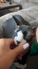 Person pets relaxed Sphynx cat on couch in Netanya