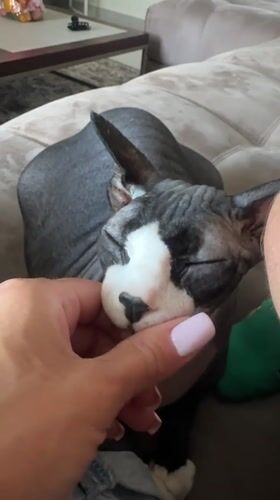 Person pets relaxed Sphynx cat on couch in Netanya