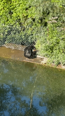 Park water features and a black swan in Kamianets-Podilskyi