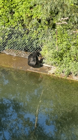 Park water features and a black swan in Kamianets-Podilskyi