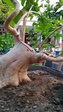 The video shows a close-up of a bonsai tree in a pot. The tree has a thick, gnarled trunk with a light brown, textured bark. The trunk is twisted and has several branches extending from it. The leaves are green and appear to be healthy. The pot is a dark gray, round container filled with dark soil. In the background, there are other plants and a building, suggesting an outdoor setting. The video focuses on the intricate details of the bonsai tree, highlighting its unique form and texture.