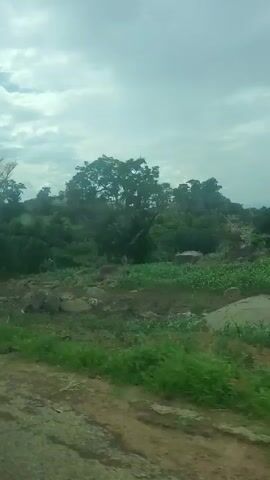 The video shows a landscape from a moving vehicle. The scene is a rural area with green vegetation, trees, and some rocks. The sky is overcast with clouds. The camera appears to be positioned to capture the view from the passenger side of the vehicle. The road in the foreground is visible and appears to be unpaved or a dirt road. The vegetation includes tall grass and bushes, with some larger trees scattered throughout. There are no people or animals visible in the video. The overall impression is that of a natural, undeveloped environment.