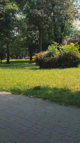 The video shows a ground-level view of a park area with a paved walkway in the foreground. A large grassy area with a prominent bush in the center is visible. Beyond the bush, there is a playground with yellow and green equipment. Mature trees with dense foliage provide shade, casting dappled shadows on the grass. The overall impression is a serene, sunlit park setting.