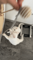 Cats play and lounge in Burgas home