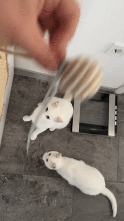 Cats play and lounge in Burgas home