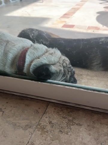 A light-colored pug dog, wearing a red collar, is seen sleeping soundly on a tiled surface, with its face pressed against a clear glass door or window. The dog's breathing is audible, indicating deep sleep. A darker-furred dog is partially visible, also resting, in the background behind the pug. The scene is viewed from an indoor area with a different tiled floor, looking out onto an outdoor patio. The daylight suggests it is daytime in Acapulco de Juárez, Mexico. No people or visible text are present.
