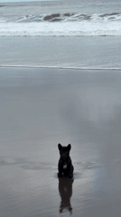 Morning beach scenes with puppy captured in Selemadeg, Indonesia