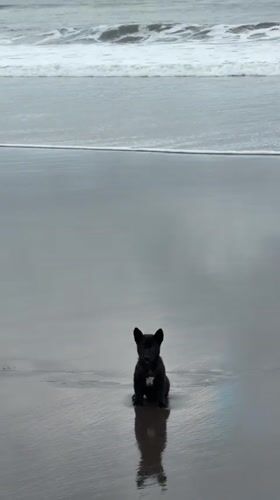 Morning beach scenes with puppy captured in Selemadeg, Indonesia