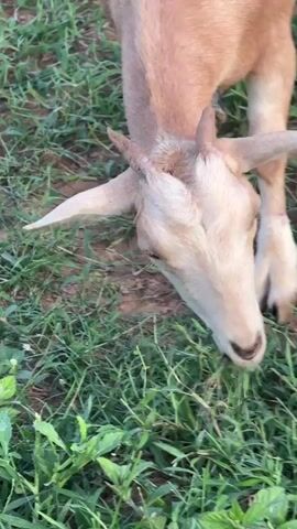 The video shows a close-up of a light brown goat grazing in a grassy area. The goat is facing downwards, its head bent to eat the grass. The background consists of green grass and some dry dirt. The lighting appears to be natural, suggesting it is daytime. The focus is on the goat's head and upper body as it munches on vegetation.
