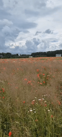 Red poppies blanket a rural Estonian field under overcast skies.
