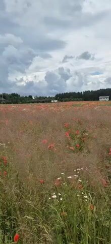 A drone flies over a field of red poppies and white wildflowers under a cloudy sky. The field is bordered by trees and a house in the background.