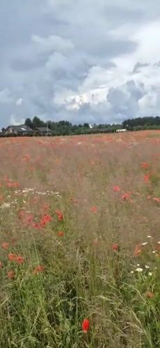Red poppies blanket a rural Estonian field under overcast skies.