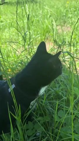 A black and white cat wearing a black harness is partially visible in tall green grass. The cat's head is turned to the right, and it appears to be sniffing a blade of grass. The sun is shining, and the overall environment is natural and outdoors.