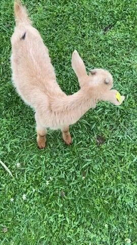 A tan-colored baby goat with a yellow ear tag stands and then walks in green grass. The goat has a light tan coat, a short tail, and brown feet. The grass is mostly green, with some white clover scattered throughout. The camera angle is overhead, showing the goat in its environment. The goat is looking to the right. The goat appears to be bleating.