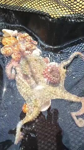 A close-up, overhead shot shows an octopus with its arms spread out on a black mesh surface above water. Several small, brown, shell-like objects are clustered near the top of the octopus's mantle. The octopus is light brown and tan with darker brown spots. Its arms are curled and textured. The water below has a rippled surface.