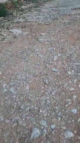 The video shows a medium-sized, light-colored dog walking on a gravel path. The dog is wearing a black harness. The path is lined with a wire fence on one side. Behind the fence are trees. The camera follows the dog as it walks.