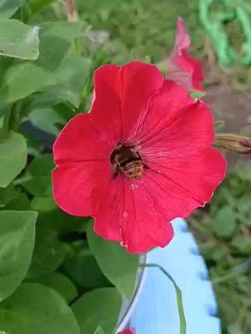 A close-up shot shows a bumblebee actively collecting nectar from a bright red petunia flower. The bee is positioned deep within the bloom, its fuzzy body and striped abdomen clearly visible. The petals of the flower are a vibrant red with subtle veining. Green leaves surround the flower, and in the background, a blurred green garden hose and other plants are visible, suggesting an outdoor setting. The camera remains still, focusing on the bee's diligent work.