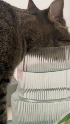 A close-up shot shows a brown and black tabby cat drinking water from a transparent ribbed bowl. The cat's head is lowered into the bowl, with its mouth submerged in the water. The bowl is filled with clear water and is placed on top of another similar bowl. The background is a plain, white wall. The camera is positioned to capture the cat's head and upper body. The lighting is soft and even, indicating an indoor environment.