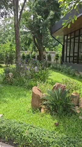 The video shows a backyard garden with lush green grass, trees, and various plants. There are several large rocks placed in the garden, adding to the natural aesthetic. To the right of the frame, a building with large windows and a dark overhang is visible. The windows reveal shelves filled with items, suggesting a commercial space or a well-stocked home. The garden appears well-maintained, with manicured bushes lining the front of the yard.