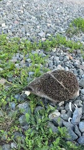 A hedgehog is foraging in a rocky area with patches of green grass and weeds. The hedgehog is positioned on its side, with its snout close to the ground and a small piece of white food in its mouth, likely bread. The ground is covered in grey and tan stones of various sizes, with some larger rocks visible. The vegetation is sparse, with thin blades of grass and small, leafy plants interspersed among the stones. The lighting suggests it is daytime, possibly late afternoon or early evening, with soft natural light. There is no visible text in the image. The scene appears to be an outdoor natural or semi-natural environment, possibly on the outskirts of a residential area or along a path, given the mix of rocks, vegetation, and the presence of what seems to be discarded human food. The hedgehog appears focused on its meal, suggesting a moment of quiet activity in its environment.