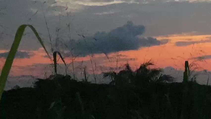 This is a video of a sunset viewed from a dark, silhouetted foreground of vegetation, likely tall grass and possibly some trees. The sky is filled with dramatic clouds, painted in hues of orange, pink, and gray. The sun, or what remains of it, casts a warm glow across the horizon, creating a vibrant contrast with the darker parts of the sky. The tall stalks of grass in the foreground sway slightly, suggesting a gentle breeze. The overall mood is serene and peaceful, capturing the beauty of nature at dusk. No people or specific objects are discernible, and there is no visible text. The time of day is clearly sunset, and the weather appears to be clear with dramatic cloud formations. The location is specified as Achara, Nigeria.