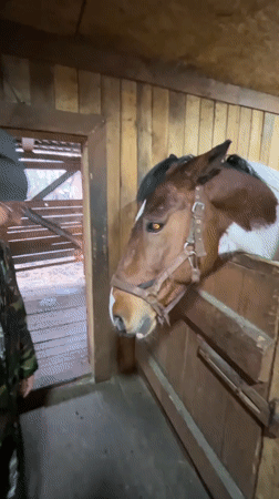 Person tends to horse in Russian stable