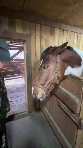 In a rustic wooden barn or stable in Magnitskii, Russia, a man in a camouflage jacket and a dark hat stands near a horse. The horse, which has brown and white markings and is wearing a bridle, has its head extended over the top of a wooden stable door, looking at the man. The horse gently nudges the man's arm and shoulder with its muzzle, prompting a smile from the man. The horse then pulls its head back slightly, shakes it, and then nudges the man again, appearing playful. The man, wearing glasses, continues to smile, seemingly enjoying the affectionate interaction with the horse. An open doorway behind the man reveals another wooden structure, possibly an outdoor pen or walkway, with natural light filtering in. The stable has wooden walls and a wooden ceiling, giving it a warm, earthy tone. The horse's eyes have a slight orange reflection.
