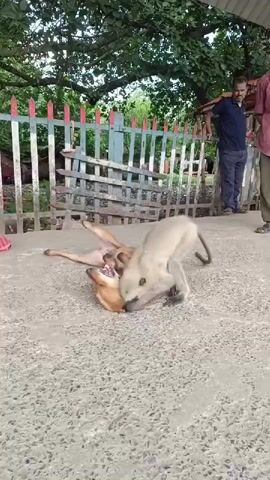 The video shows a langur monkey playing with a brown dog. The dog is lying on its back, and the monkey is on top of it, pawing at its chest and neck. The monkey appears to be gently interacting with the dog, as the dog does not seem distressed. Two men are standing in the background, observing the interaction. The environment appears to be an outdoor area with a fence and trees.