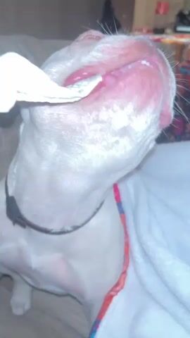 A white dog with pinkish gums and white teeth is shown chewing on a white object, possibly a toy or food item. The dog's head is tilted back as it chews, with its mouth wide open. The background appears to be an indoor setting with furniture and blankets.