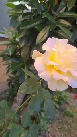 A close-up shot focuses on a pale yellow rose with ruffled petals, its stem and leaves partially visible. The background is blurred, showing green foliage and a wooden fence. The camera pans slightly to the right, revealing more of the garden with other plants and a portion of a beige-colored building. There are no people or interactions.