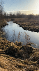Rural Russia stream and wildlife burrow documented near Ovsishche
