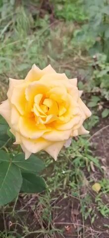 A close-up shot focuses on a fully bloomed yellow rose. The rose is positioned slightly to the left of center, with its petals unfurling in a classic spiral pattern. The color of the rose is a warm, vibrant yellow, with some lighter, almost cream-colored edges on the outer petals, and deeper yellow tones towards the center. The rose is attached to a green stem and surrounded by green leaves. The background is out of focus, showing a mixture of green foliage and brown soil, suggesting an outdoor garden setting. The lighting appears natural, highlighting the texture and color of the rose.