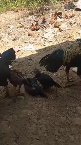 A group of chickens, including adults and chicks, are gathered on a dirt ground. In the background, there is an area with debris, including plastic and what appears to be some broken items. The chickens are interacting with each other, with some pecking at the ground and others standing around. The lighting suggests it is daytime.