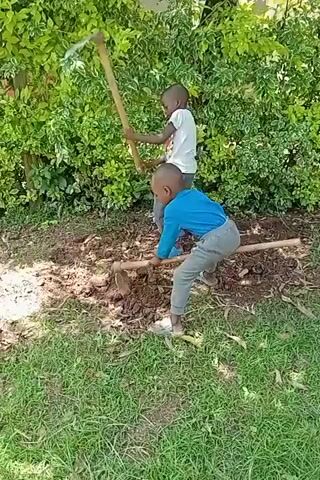 Two young children are in a yard with green grass and a hedge in the background. The child in front, wearing a blue shirt and gray pants, is digging into the soil with a hoe. The child behind him, wearing a white shirt and gray pants, is lifting his own hoe, appearing to be in the process of striking the ground.  The soil has been previously disturbed, with some loose dirt and debris visible. Sunlight is present.