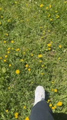 Person stands in dandelion field near Bosača, Montenegro