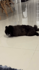 Black Pomeranian's daily routine captured in Kathu home