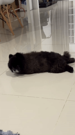 Black Pomeranian's daily routine captured in Kathu home