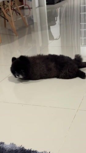 Black Pomeranian's daily routine captured in Kathu home
