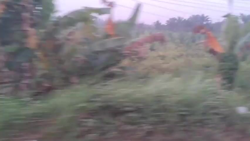 The video begins with a blurry view of greenery and trees. As the perspective moves, it shows a roadside scene with more vegetation, including banana leaves and palm trees. A pole is visible on the right. The video then shows a rustic wooden structure with a covered area and stacked wooden planks. Several green tarps are also visible. The scene appears to be outdoors in a rural or semi-rural environment.