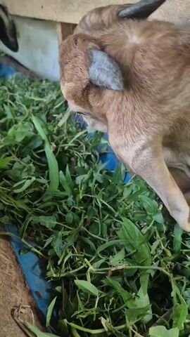 A goat with brown fur and floppy ears is eating green grass from a blue trough in a wooden enclosure. Other goats, some black and white, are visible in the background. The scene appears to be a farm or petting zoo.
