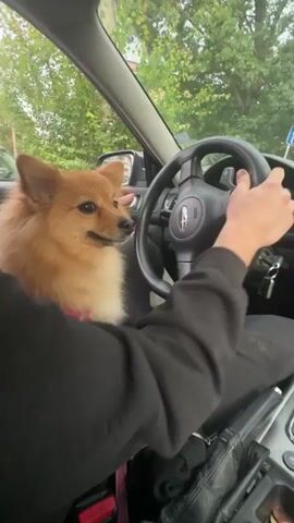 The video shows a fluffy tan Pomeranian dog sitting on a person's lap in the driver's seat of a car. The dog is wearing a pink collar and is positioned in front of the steering wheel, with its paws on the wheel. The person's hands are also on the steering wheel, guiding the dog's paws. The car appears to be moving slowly down a street, with houses and trees visible outside the windows. The person is wearing a black hoodie. The dashboard and interior of the car are visible, including the steering wheel, keys, and gear shift.