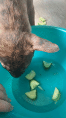 Cats and dogs explore flowers and water bowls at a Kazan home