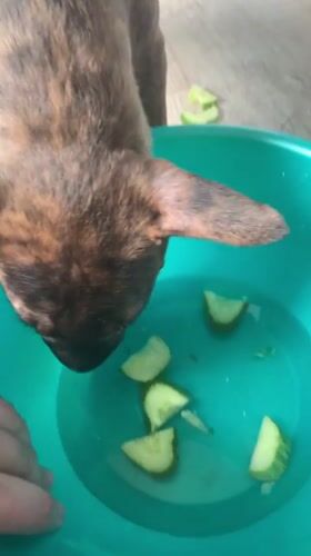 Cats and dogs explore flowers and water bowls at a Kazan home