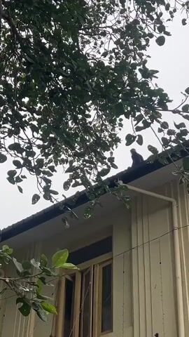 A black monkey sits on the peak of a beige, two-story house, partially obscured by green tree branches. The monkey faces left. A light-colored downspout runs vertically down the side of the house. A window with wooden shutters is visible below the roof. The sky is overcast.