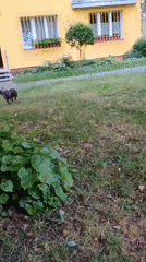 French bulldog and kids play outside a Sokolov apartment building