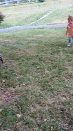 French bulldog and kids play outside a Sokolov apartment building