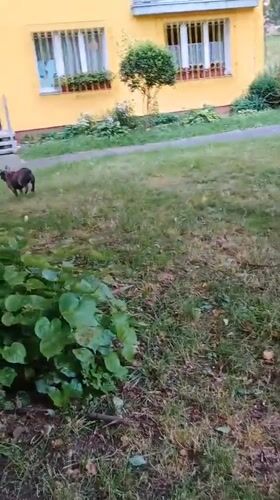 French bulldog and kids play outside a Sokolov apartment building